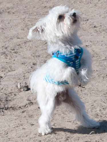 Howloween-2010_315cu