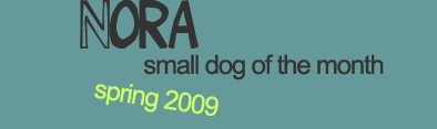 The Alameda Small Dog Portrait Gallery